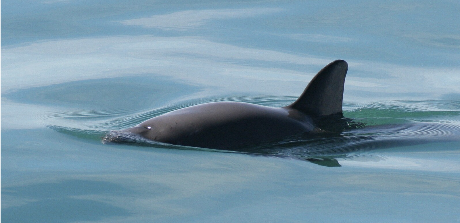 Vaquita