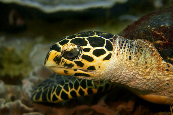 Hawksbill Turtle