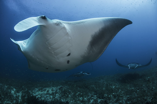 Giant Manta Tey