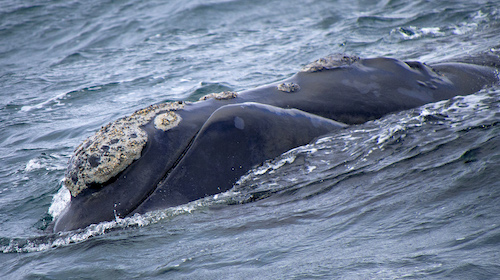 north atlantic right whale