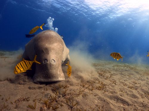 Dugong