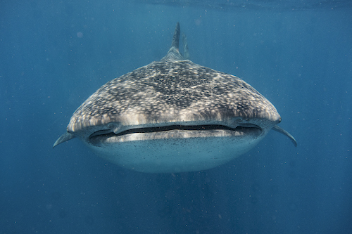 Whale shark