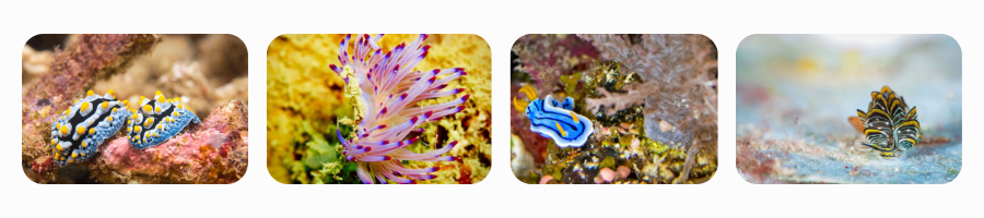 Blog Nudibranch2