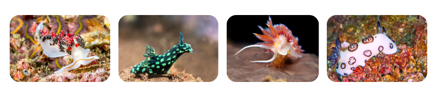 Blog Nudibranch3