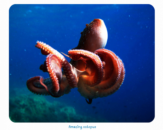 Blog Octopus