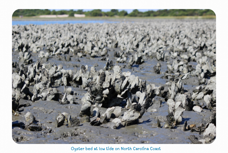 Blog Oysterbed