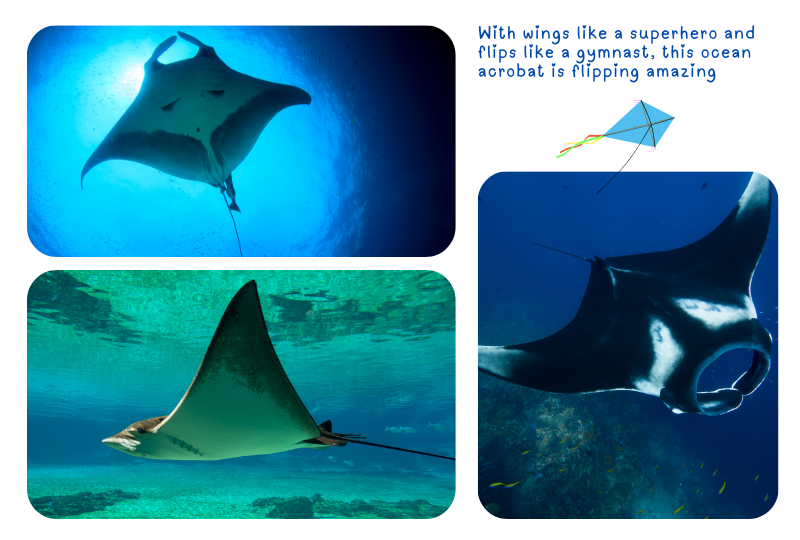 Photo: Manta Ray
