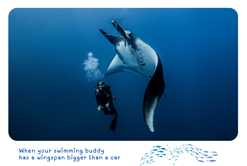 Photo: Manta Ray and a Scuba-diver