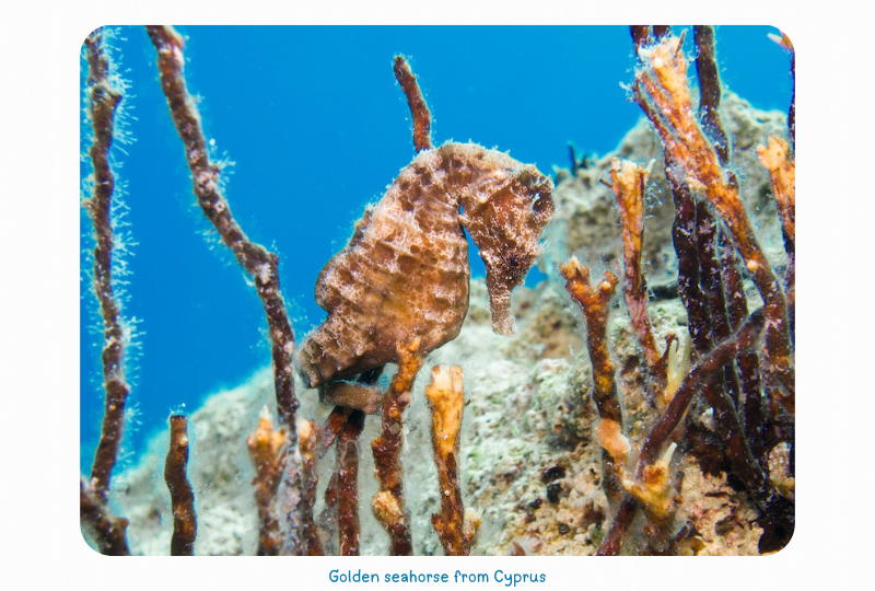 Blog Seahorse1