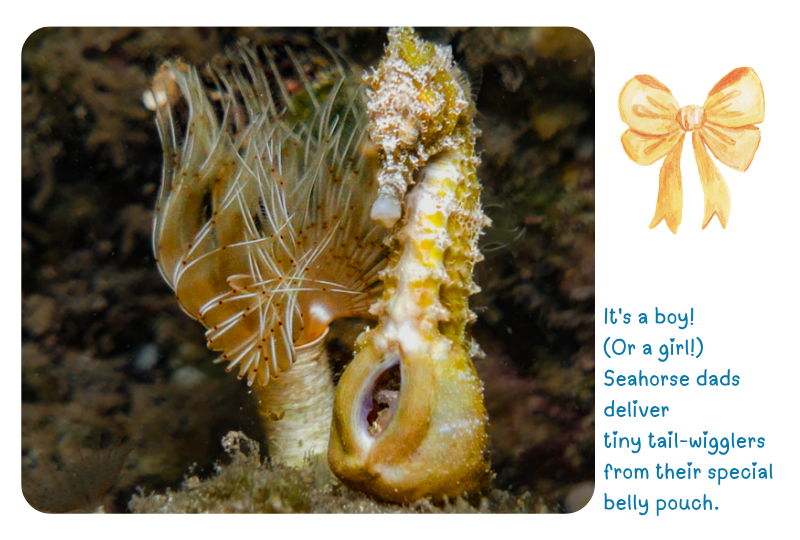 Photo, Seahorse pouch