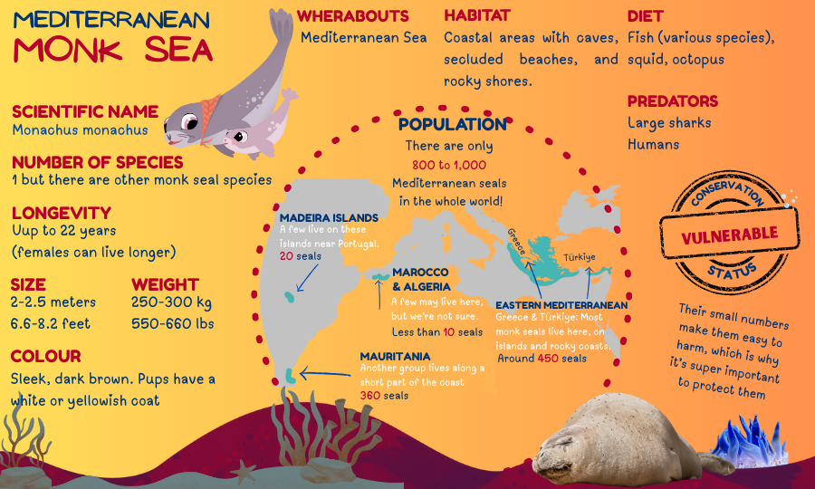 Infographic: Mediterranean Monk Seal