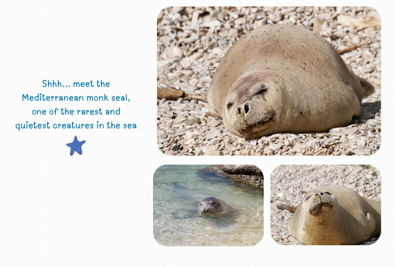 Photo: Mediterranean Monk Seal
