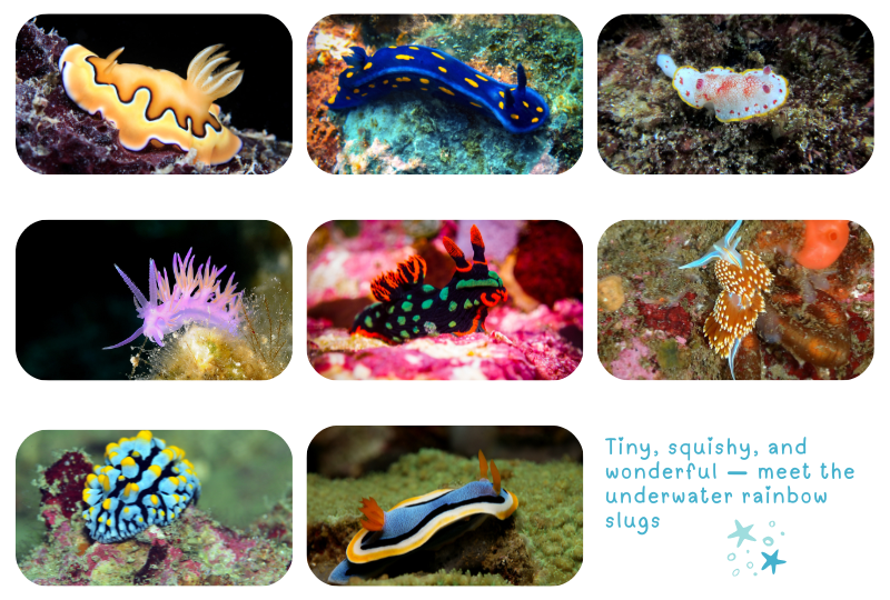 Blog nudibranches 1