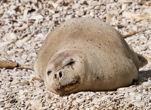 Mediterranean Monk Seal